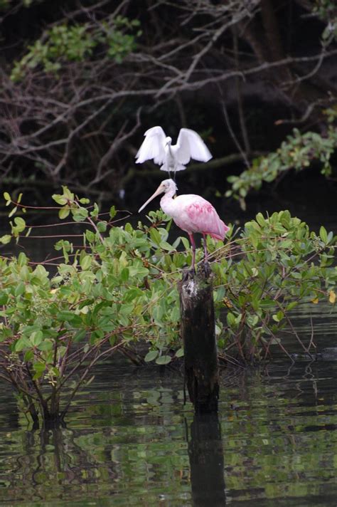 White and Pink Herons .They were distant from each other but aligned ...