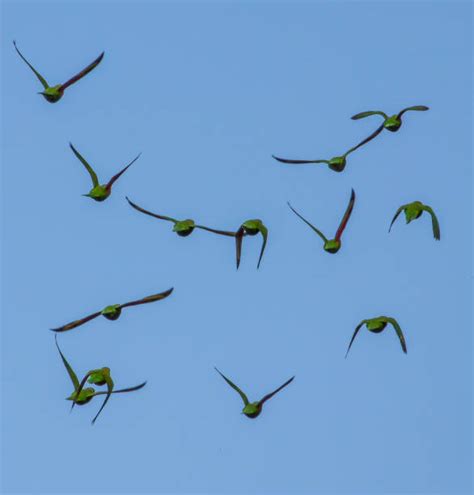 Lorikeet Flying Stock Photos Pictures And Royalty Free Images Istock
