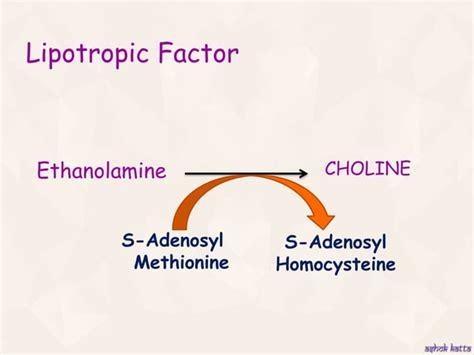 Metabolism Of Sulfur Containing Amino Acids Methionine Cysteine