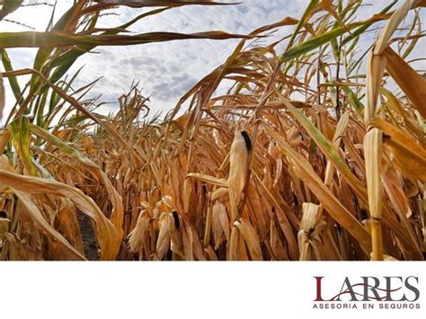 SEGUROS PARA EL CAMPO El seguro agrícola que creamos en LARES ASESORES