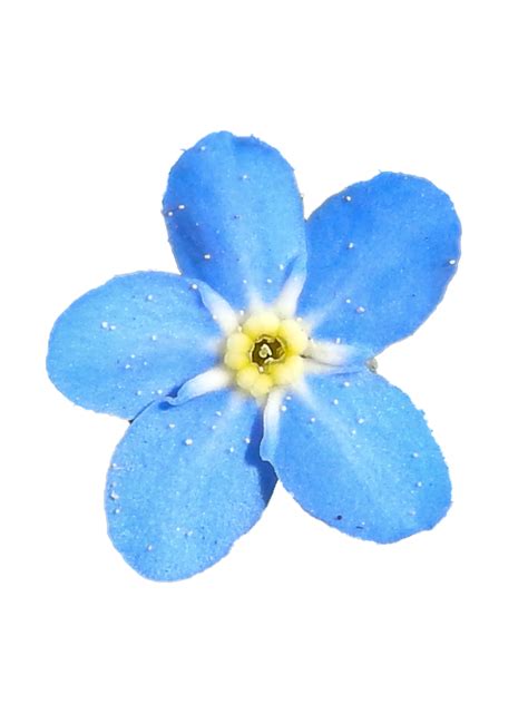 Blue Flower Png Isolated File Png Mart