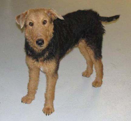 Airedale Terrier Rescue Ohio - Pets Lovers