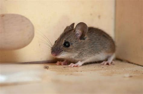 House Mouse Identification And Control In Utah