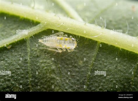 Leafhopper Nymph Inhabiting On The Leaves Of Wild Plants Stock Photo
