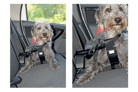 Halfords Medium Dog Car Harness Auto Express