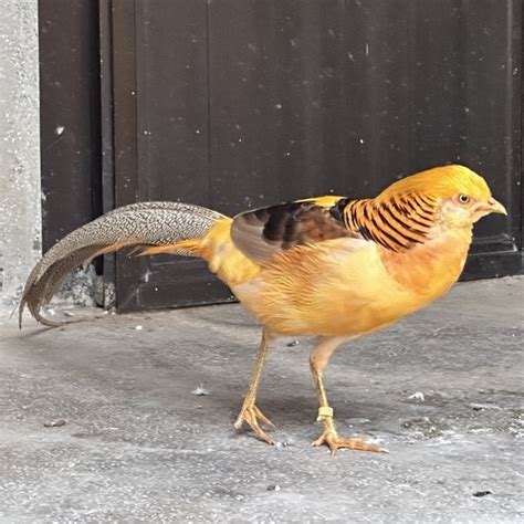 香港動植物公園 黃腹錦雞