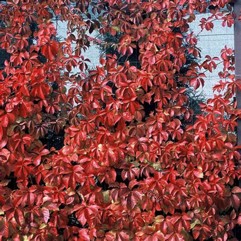 Red Wall® - Virginia creeper - Parthenocissus quinquefolia | Proven Winners