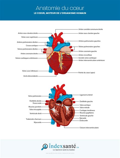 Anatomie Du C Ur Infographie Index Sant