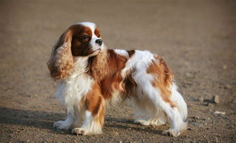 A Comprehensive Guide To Cavalier King Charles Spaniel Growth