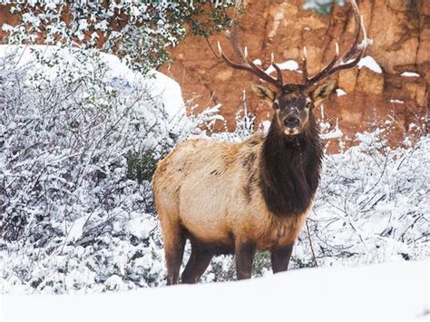 Scenic Arizona Photography Tips For Arizona Wildlife