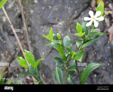 Common Gardenia Gardenia Jasminoides Plantae Stock Photo Alamy