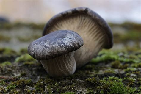 King Oyster Mushroom In India Sweet Flavor Colors Gray Brown Red