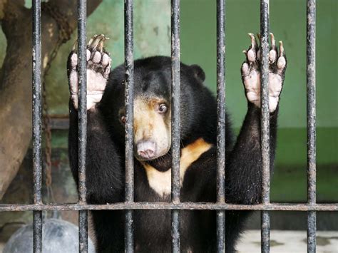 Caged and exploited: Animals come last at Yangon zoo | Frontier Myanmar