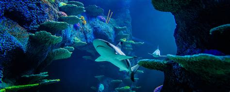 Sharks of the Reef | SEA LIFE Sydney Aquarium