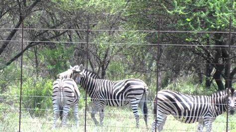 Zebra Kicking And Biting At Marakele National Park South Africamp4