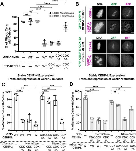 Dynamic Cell Cycledependent Phosphorylation Modulates Cenp Lcenp N