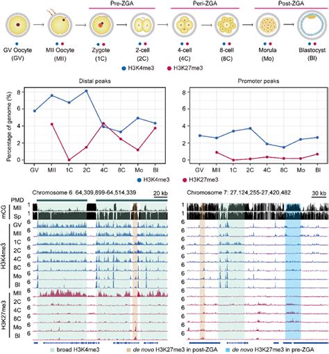 Profiling Of H3K4me3 And H3K27me3 In Porcine Oocytes And Early Embryos