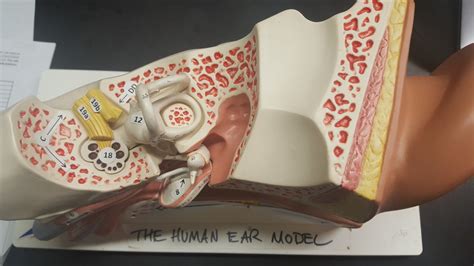 Biol The Human Ear Top View Diagram Quizlet