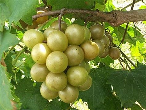 The muscadines…are almost ready!!!! | Divas Can Cook