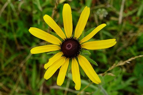 Rudbeckia Hirta Wildflowers Of The National Capital Region