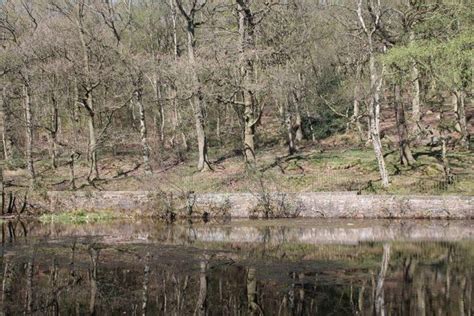 Dog walk at Shipley Glen, Shipley · Yorkshire (West) · Walkiees