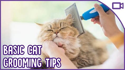Basic Cat Grooming Top Tips Icat Shop