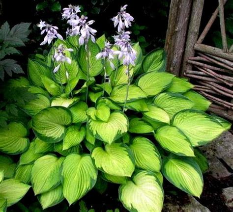 Хоста Голд Стандарт: продажа, цена в Киевской области. Саженцы деревьев ...