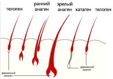Заказать консультацию трихолога в Москве