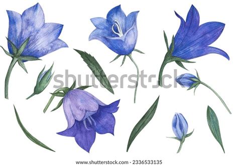 Watercolor Blue Bell Flower Hand Drawn Stock Illustration 2336533135 ...