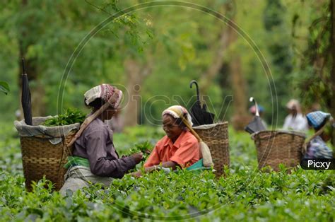 Image Of Tea Workers Plucking Tea Leafs In Assam Tea Plantations Gx944745 Picxy