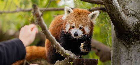 Red Panda Breakfast - Adelaide Zoo