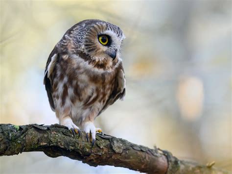 Northern Saw Whet Owl Bird Facts Aegolius Acadicus Birdfact