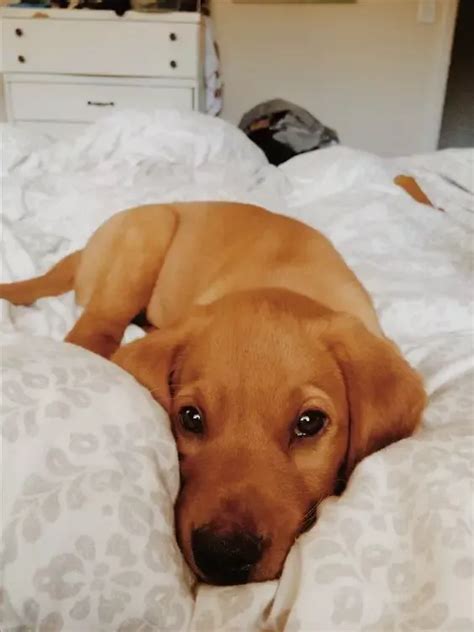 Fox Red Lab Artofit