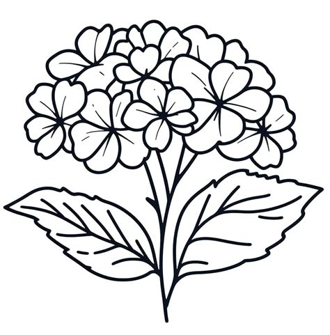 Print Hydrangea Flower Coloring Page Download Print Or Color Online