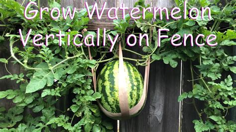 Grow Watermelon Vertically On Fence Youtube