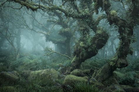 Stunning Images Of Englands Most Haunted Forest Nature Ttl