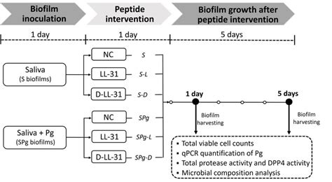 Experimental Scheme Pg P Gingivalis S Biofilms Saliva Derived