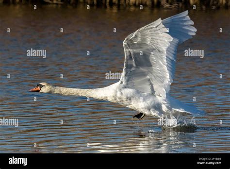 Mute Swan Cygnus Olor Taking Off From A Lake In Dorset UK Stock