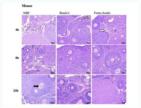 Representative Images Of H E Stained Mouse Ovarian Sections Prepared