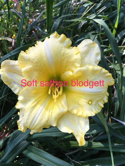 Daylily Hemerocallis Soft Saffron In The Daylilies Database