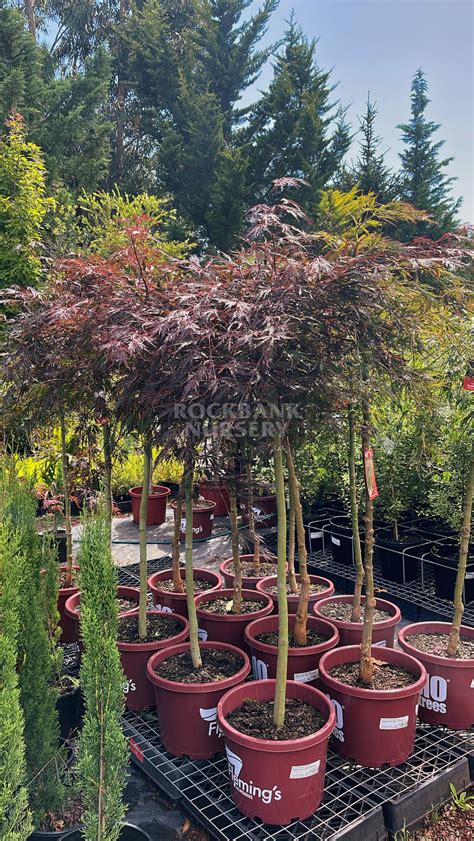 Weeping Japanese Maple Dissectum Shojo Shidare Rockbank Nursery