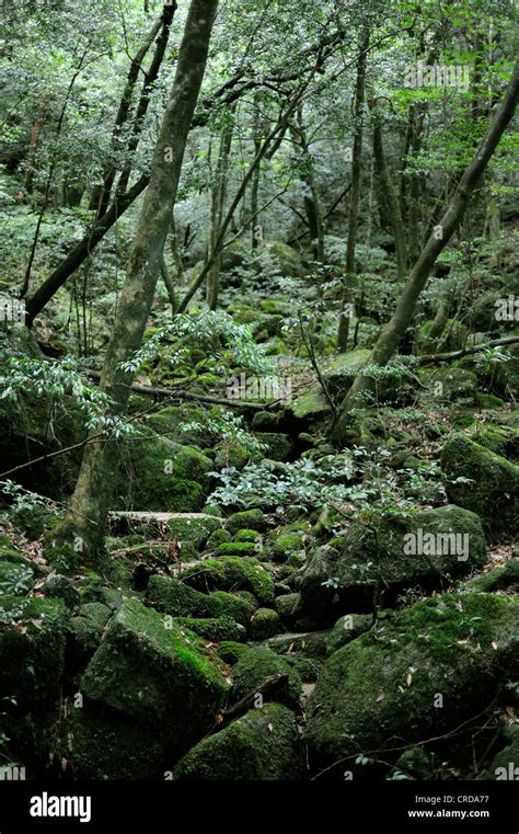 Moss Covered Tress Are Pictured In A Forest On Yakushima Island In