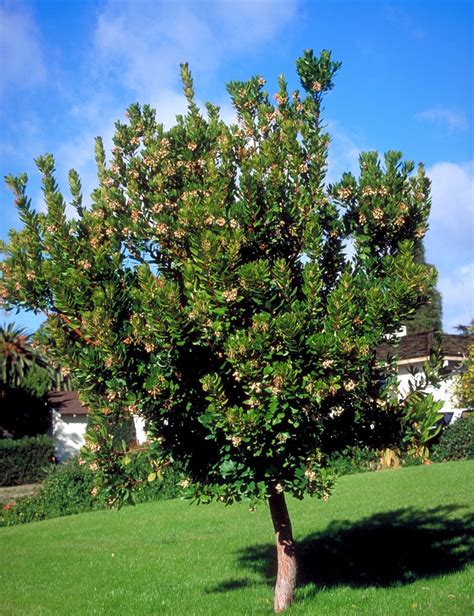 Arbutus Unedo Strawberry Tree Flowers Plants Shrubs Siteone