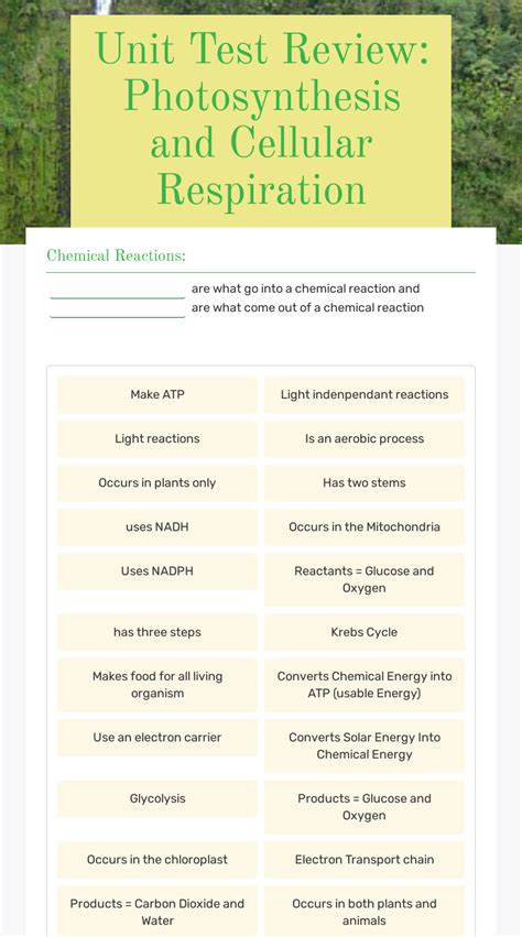 32 Photosynthesis And Cellular Respiration Worksheet Answer Key