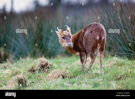 Muntjac Muntiacus Reevesi Male Deer Uk Stock Photo Alamy