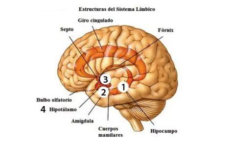 Explique El Sistema L Mbico Su Funcionalidad Y Elabore Un Gr Fico De