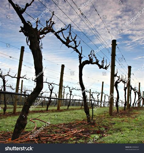 Winter Grape Vines In Tasmanias Tamar Valley Stock Photo 29000641