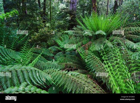 Melba Gully Nationalpark Fotos Und Bildmaterial In Hoher Aufl Sung