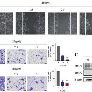 Effects Of F On Cell Migration And Invasion A Cells Were Seeded In