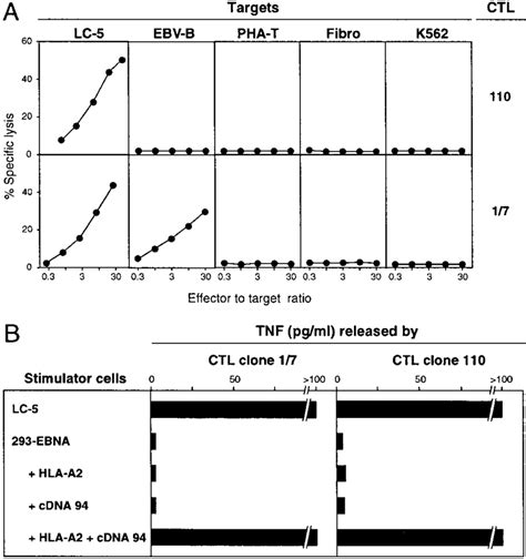 Characterization Of Antitumor Ctl Clones Derived From Nsclc Patient